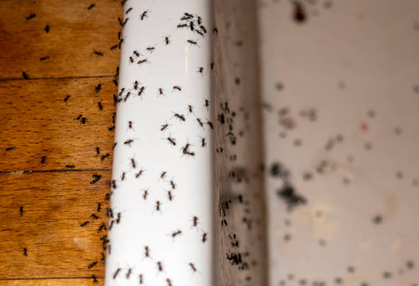  Albany, WI Pest Control Pros