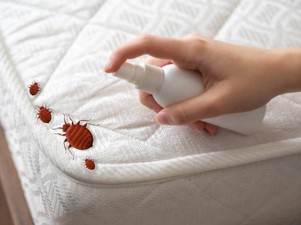 Best Termite Control Services  in Albany, WI