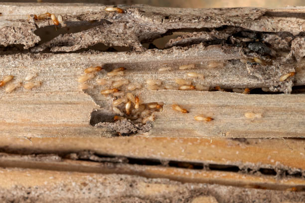 Best Insect Control  in Albany, WI